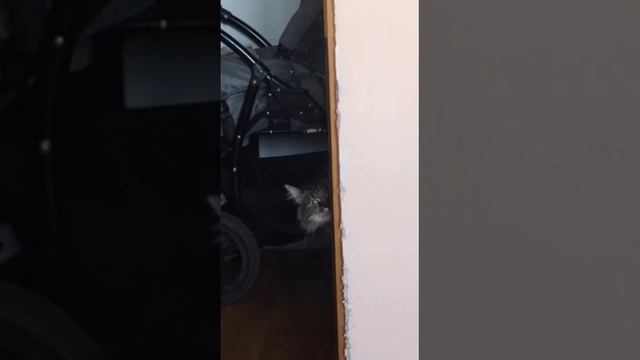 Кот с плохими намерениями ??