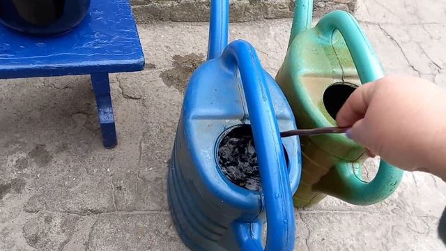 Влагозарядный полив гортензии + подкормка.