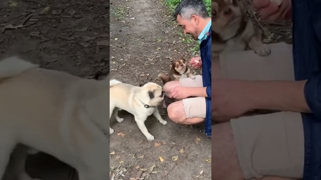 Артурчик и наши три собачки #дрессировка #мопс #чихуахуа #живой