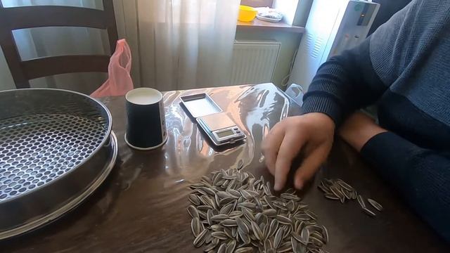 Умань, веянный Гигант, без полива, максимальная цена выкупа