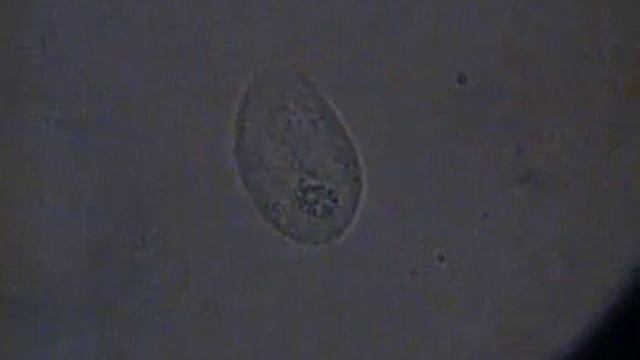 Chilodonella Set To Faction (skate And Destroy)