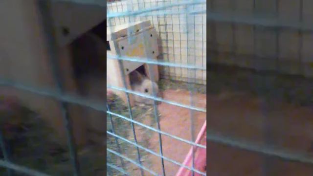 У меня есть  3 любимых  животных