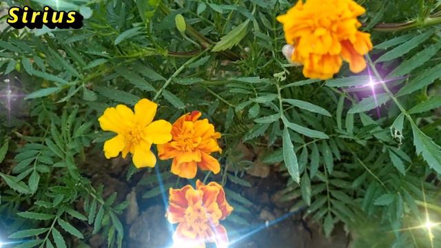 Что ждать знакам Зодиака 15 февраля