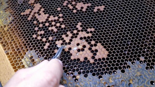 Осторожно клещ!!!