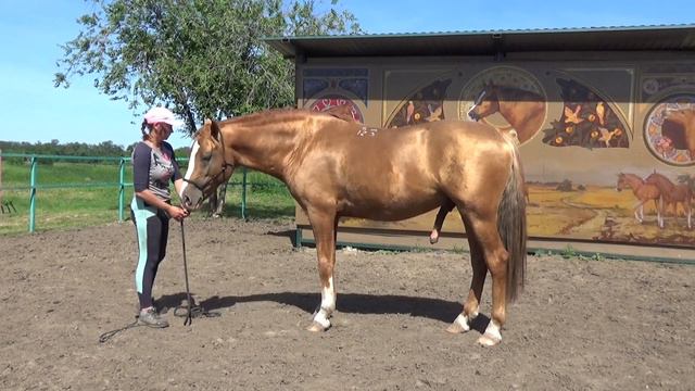 Обучение в спец группе Liberty Horse  Первый уровень