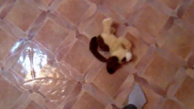 СУПЕР МИНИ СОБАКА