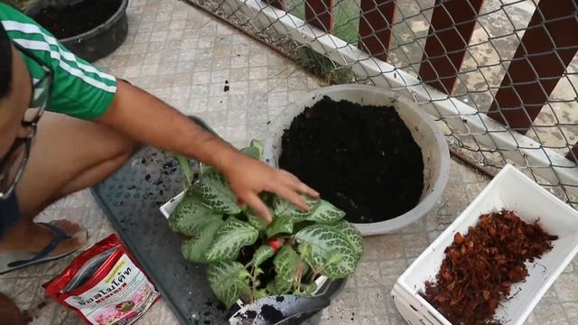 พรมญี่ปุ่น | พรมกำมะหยี่ | Episcia | โตแล้วต้องเปลี่ยนกระถาง