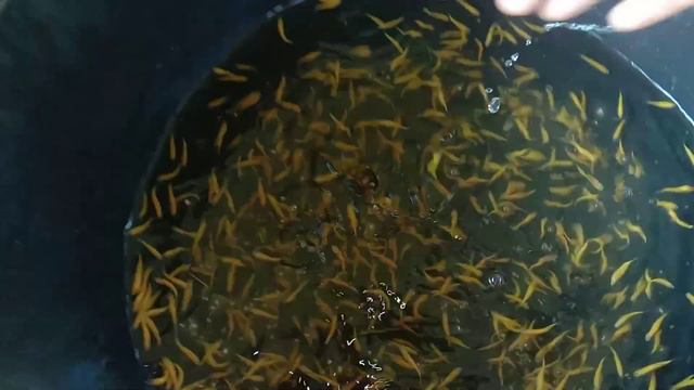 മഞ്ഞ മയം