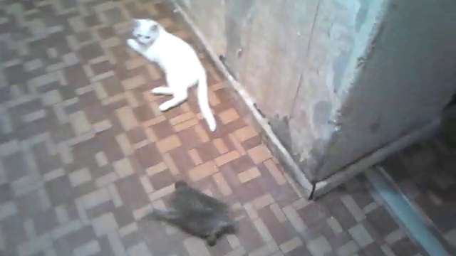 775b2a9d5b91296d53152c02eb18d0ca