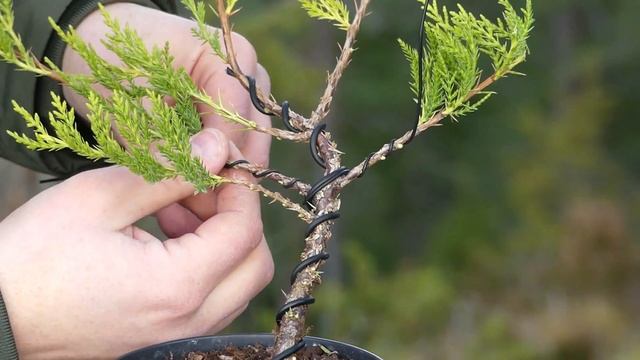 How To Create A Bonsai Tree  - The Transformation