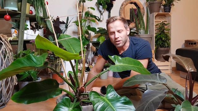 FILODENDRONY, Philodendron. Oczyszczają Powietrze, Ale Jak Z Kotami?