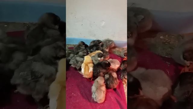 D3caacca56d1a212154dff855462ef95