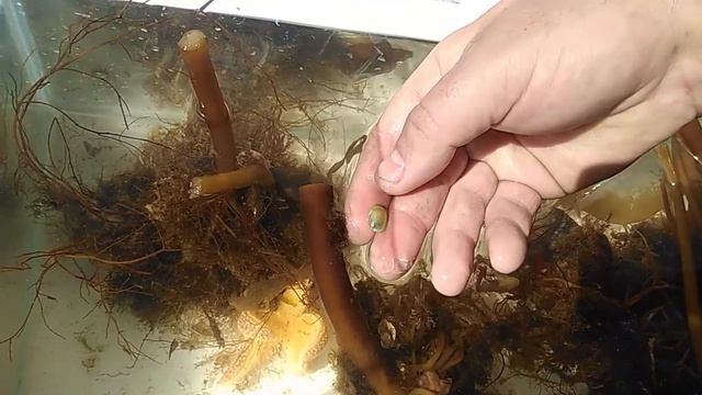 Сообщество ламинарии часть 3