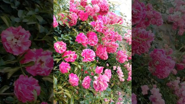 Я Тебя никогда не забуду...