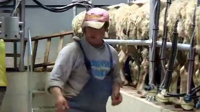 DeLaval Melkstand Parallel Frontausgang SG | DeLaval Milking Solutions | DeLaval