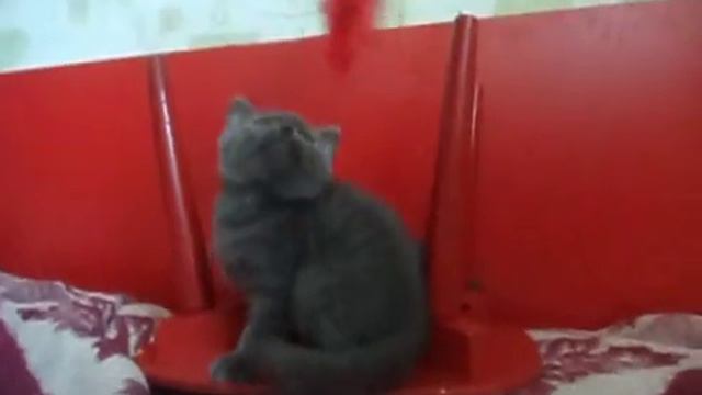 ГОЛУБОЙ окрас котят