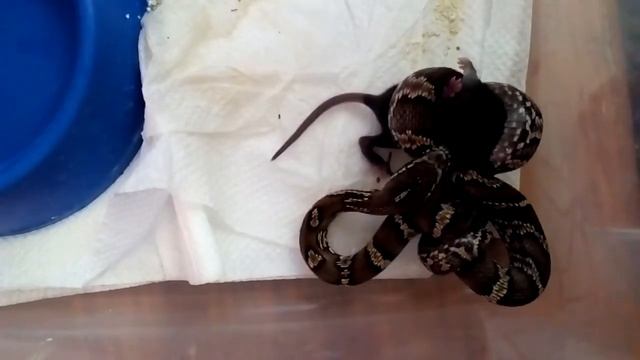 Не его размерчик