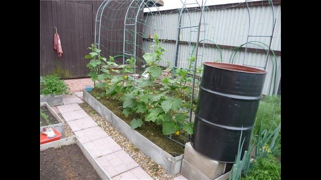 Как выбрать место под посадку огурцов и не ошибиться?