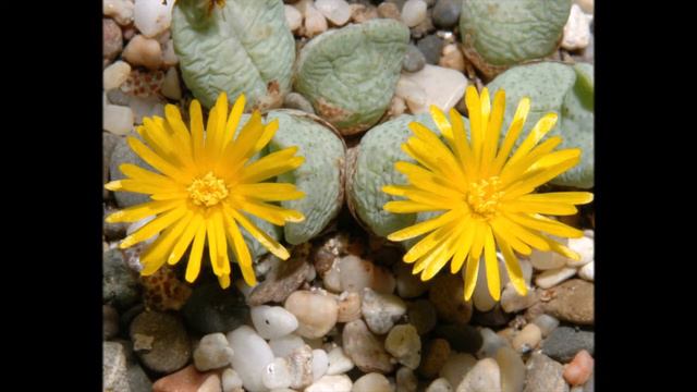 © Lithops / Литопс шоу - 1