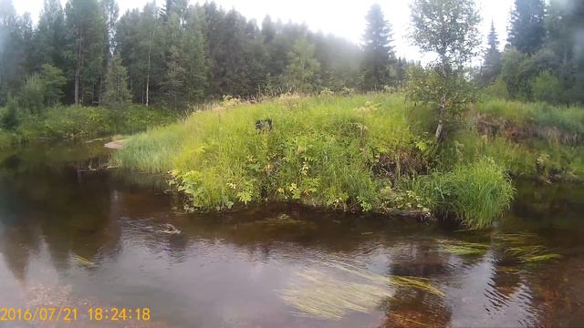 Русская псовая борзая