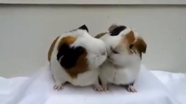 Маленькие пушистые няшки