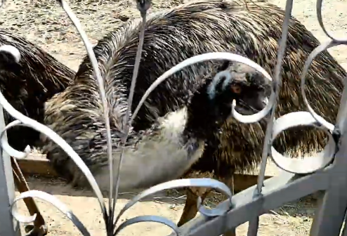 Гуляли и забрели в зоопарк. И видели там петушка в горошек, павлина и страусов г. Никополь.7 июн 21г