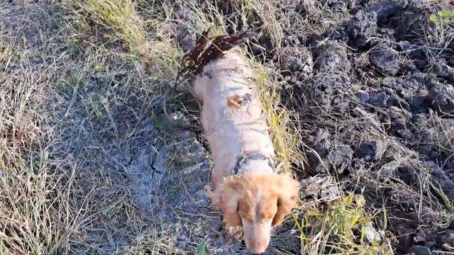 29378cbf5e8e5a4441aace3a88c53cbd