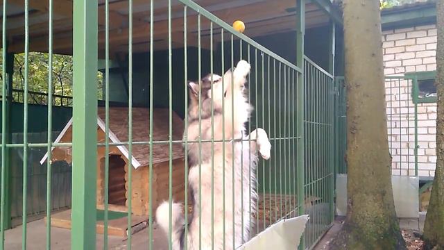 Аляскинский маламут играет с мячом