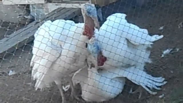 0a14892e876de34b0980a715f69f7257