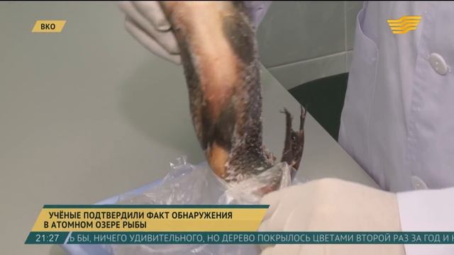 Учёные подтвердили факт обнаружения в Атомном озере рыбы