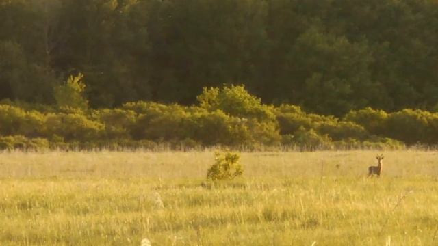 эликсир жизни одуванчик