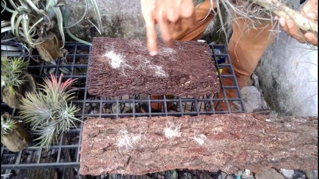 Menyemai Biji Tillandsia (Air Plant)