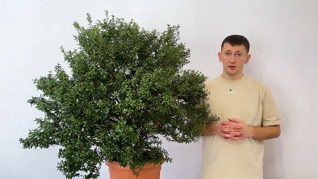 Мирт | Миртове дерево | Вирощування та догляд | Історичні факти #Кімнатнірослини #ІдеяСад #Саджанці