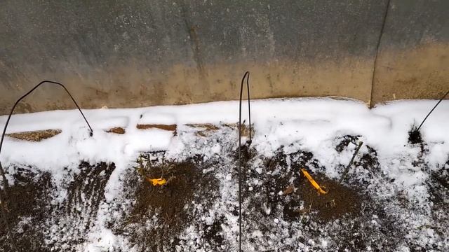 Мое самое Первое Видео! Укрываю свои розочки на зиму.