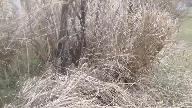Cutting Maintaining And Mulching With Zebra Grass