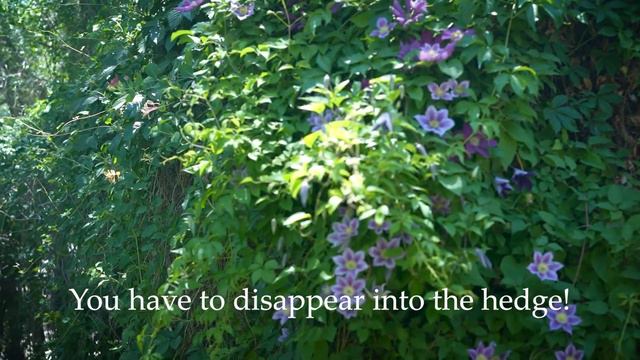 Creating A Wonderland With Virginia Creeper