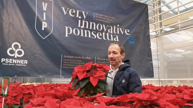 Poinsettia: VIP (Very Innovative Poinsettia) Excellent Red – EN