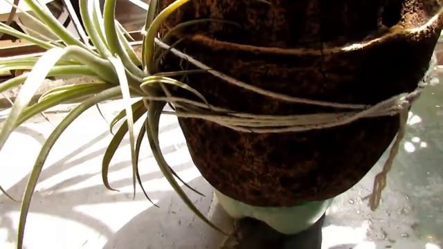 Um Pouco Sobre A Planta Tillandsia