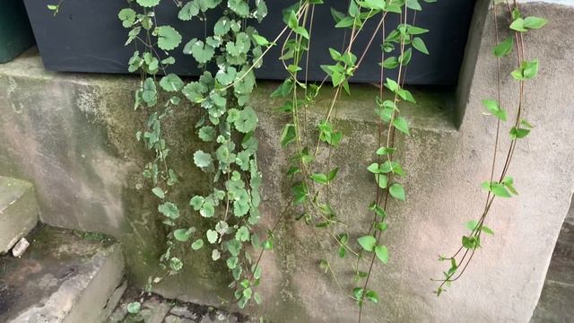 27f3d2a55c6fb0767173552a97e02385