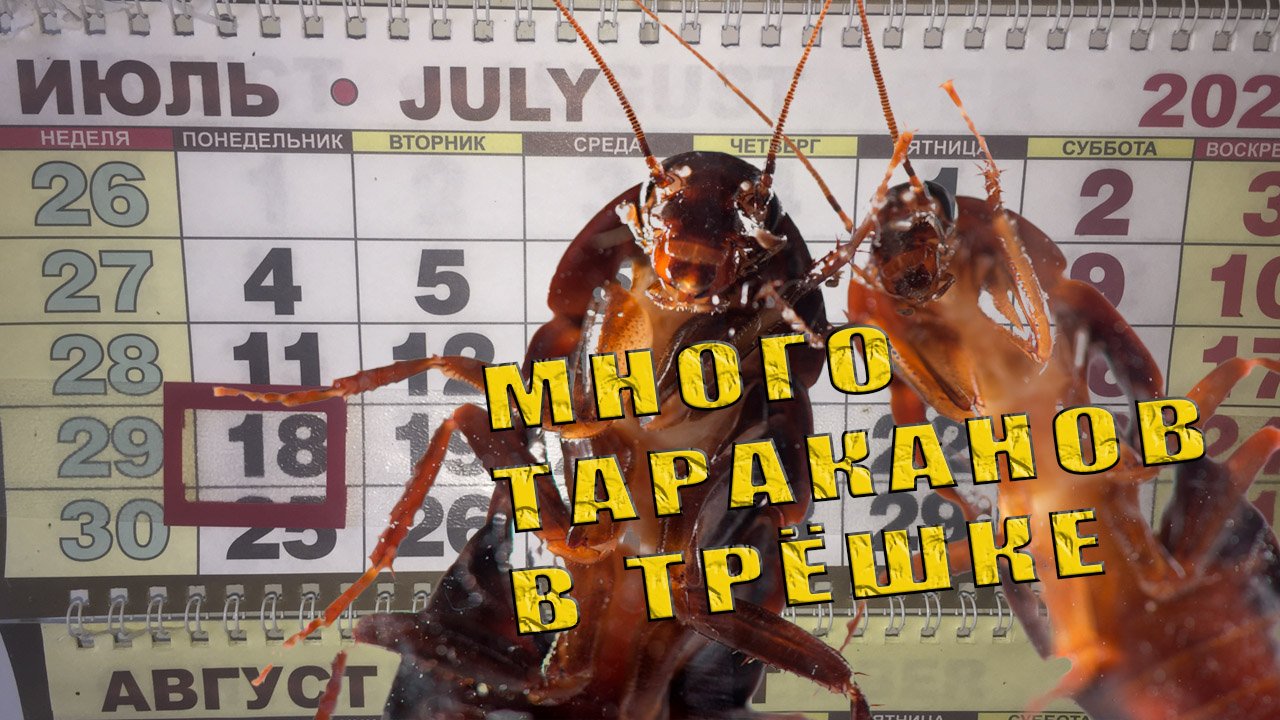 МНОГО ТАРАКАНОВ В ТРЁШКЕ  уничтожение тараканов в Тольятти 