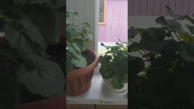 2405b3f897d8bdee8f8a5982bf0c302c