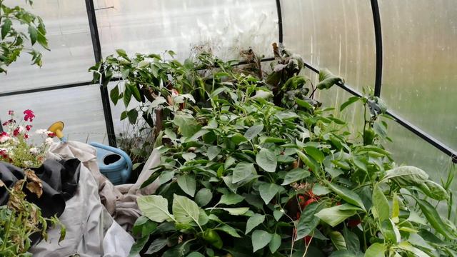 Помидор выросло с гулькин нос. Скромный урожай томатов 2022 года.