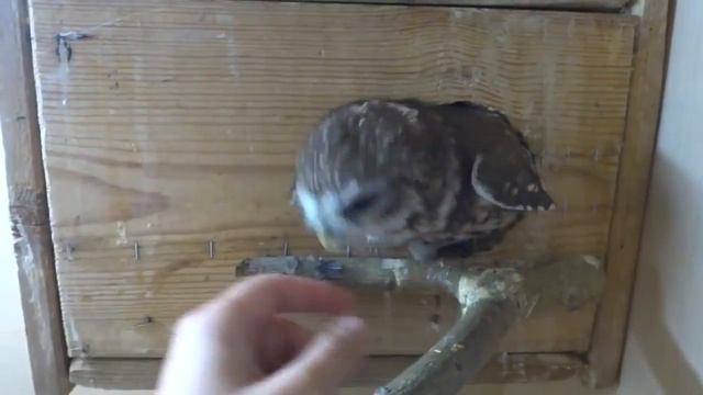 Домовыи сыч Гнусь