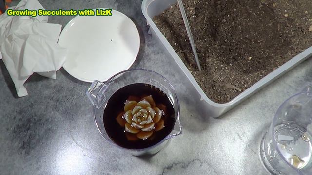 HOW TO Root, Pot And Water NEW SUCCULENTS