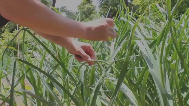 GARLIC LIFE CYCLE; A Documentary Film