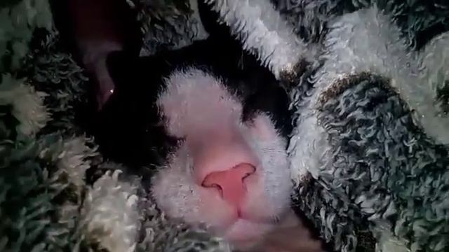 Сфинкс забавно сопит во сне