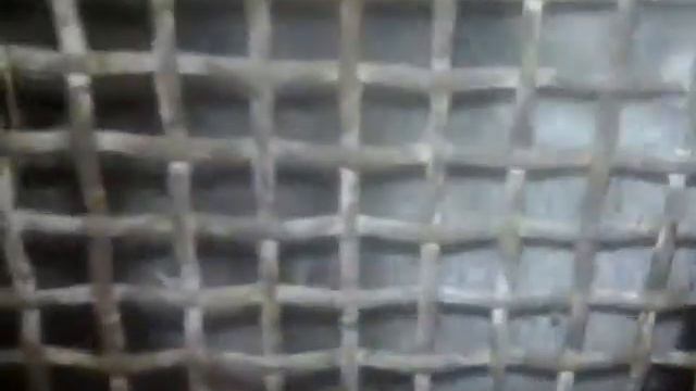 Новогодние кролики приехали