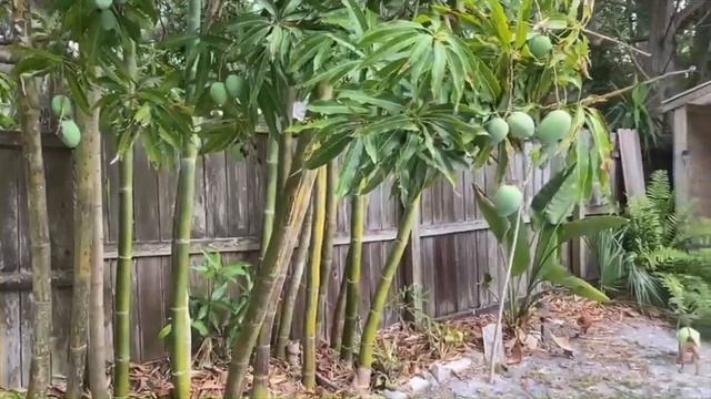 №411.США. Вот оказывается как растет манго, Флорида !