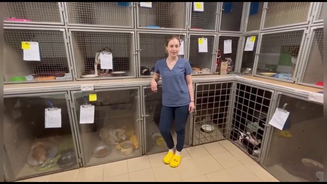 Люби.Корми.Стерилизуй!