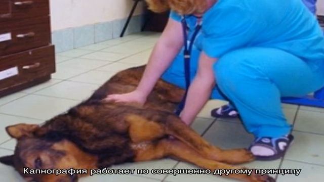 Что делать если собака тяжело дышит?